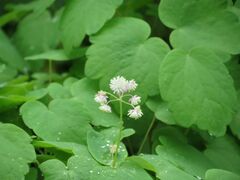 Thalictrum filamentosum