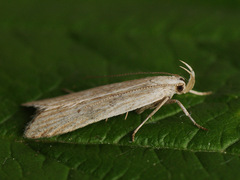 Helcystogramma lineolella