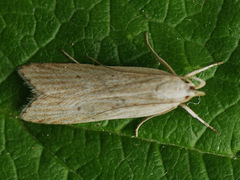 Helcystogramma lineolella