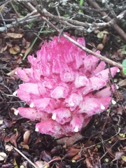 Hyobanche thinophila