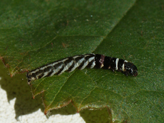 Helcystogramma lutatella