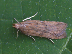 Helcystogramma lutatella