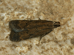 Helcystogramma lutatella
