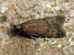 Helcystogramma lutatella