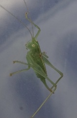 Meconema meridionale