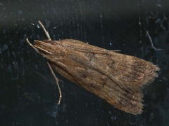 Helcystogramma lutatella