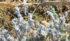 Crucianella maritima