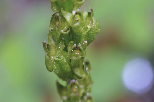 Image of Malaxis macrostachya by (c) Michelle W. （鍾偉瑋）, some rights reserved (CC BY)
