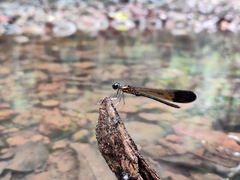 Heliocypha bisignata