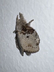 Euglyphis praedicabilis