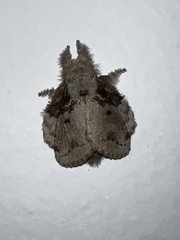 Euglyphis praedicabilis