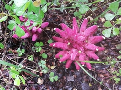 Hyobanche thinophila