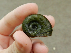 Planorbarius corneus