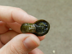 Planorbarius corneus