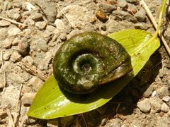 Planorbarius corneus