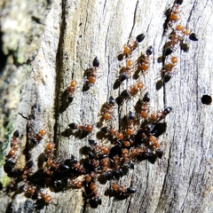 Crematogaster schmidti