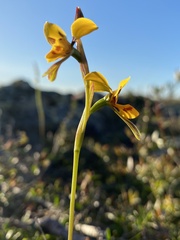 Diuris unica