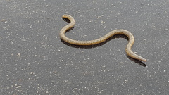 Afrotyphlops schlegelii