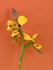 Diuris unica