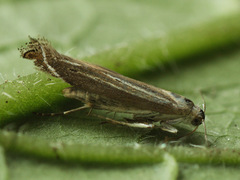 Isophrictis anthemidella