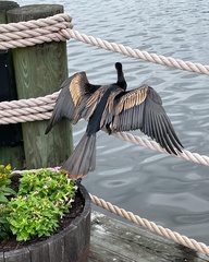 Anhinga anhinga