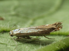 Isophrictis anthemidella