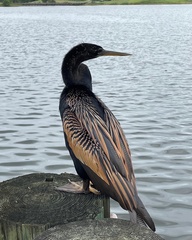 Anhinga anhinga