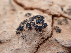 Enchylium coccophorum