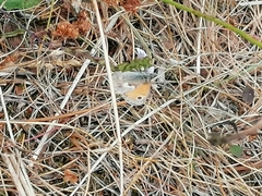 Coenonympha pamphilus