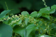 Dioscorea tokoro