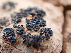 Enchylium coccophorum