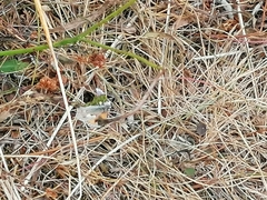 Coenonympha pamphilus