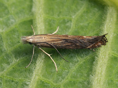 Isophrictis striatella
