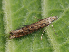 Isophrictis striatella