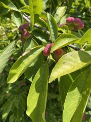 Exobasidium rhododendri