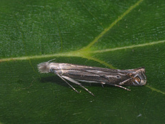 Isophrictis striatella