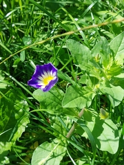 Convolvulus tricolor