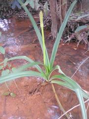Crinum ornatum