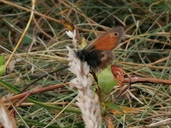 Coenonympha pamphilus