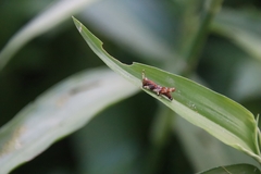 Gesonula punctifrons