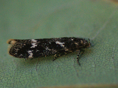 Klimeschiopsis kiningerella