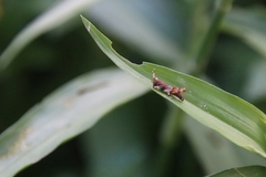 Gesonula punctifrons