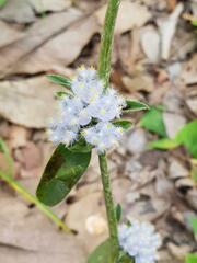 Cyanotis longifolia