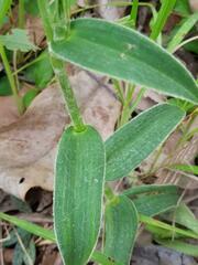 Cyanotis longifolia