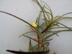 Ludwigia erecta