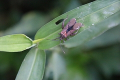 Physomerus grossipes