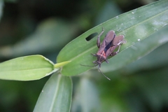 Physomerus grossipes