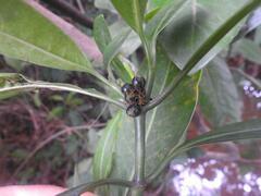 Psychotria psychotrioides