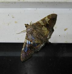 Glyphodes cosmarcha