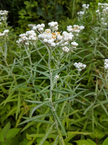 Anaphalis margaritacea